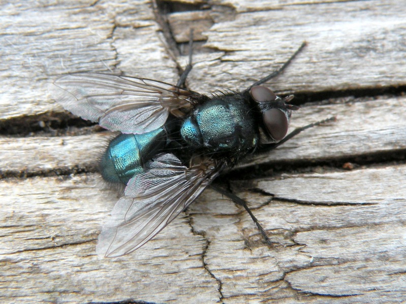 Calliphoridae?